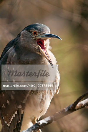 Black-crowned night heron. Medium sized heron. (juvenile)