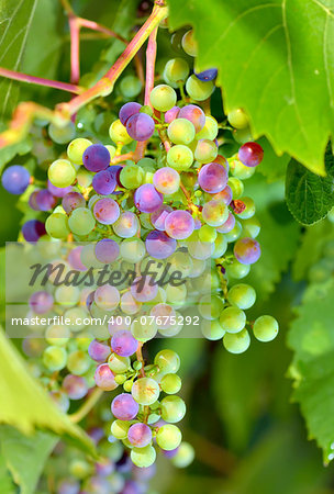 Bunches of young unripe grapes