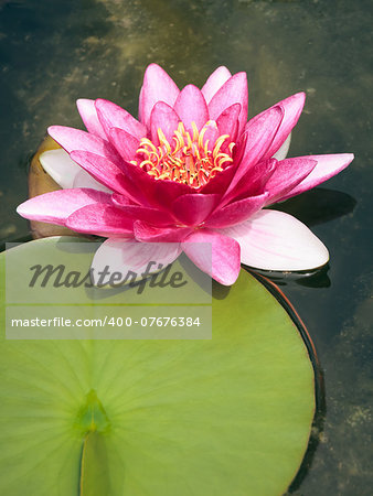 An image of a beautiful pink Nymphaea