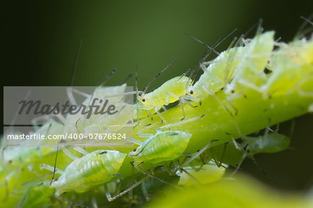 Infestation of Aphids on a morning glory plant