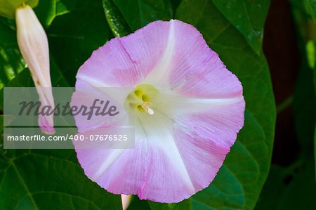 closeup of a single morning glory blossom