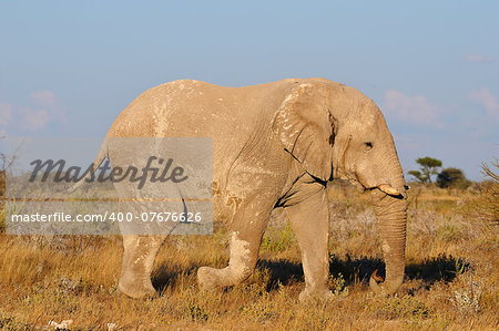 An Elephant coloured white by lime dust, Etosha National Park, Namibia