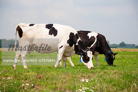 Dutch cows in the meadow