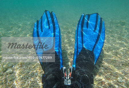 Pair of blue fins on person snorkeling while sitting in shallow tropical lagoon
