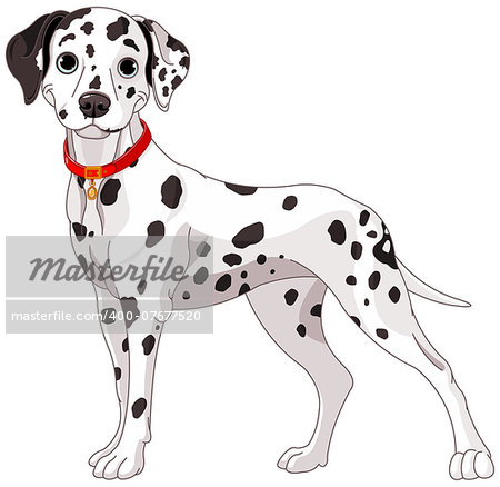 Illustration of a cute Dalmatian dog all attention