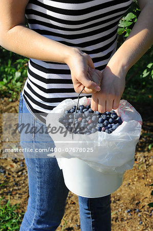 Young woman puts fresh picked blueberries into a white bucket at Blueberry farm in Arkansas.  She is wearing a striped shirt.