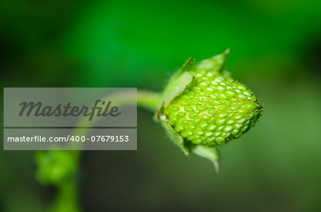 Fresh green strawberry on a stem on natural green background