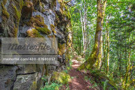 A trail alongside moss covered rocks in the Pacific Northwest