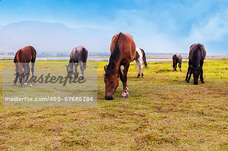 Horses graze in a field