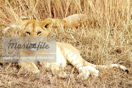 A lion cub (Panthera leo) on the Maasai Mara National Reserve safari in southwestern Kenya.
