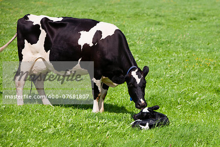 Dutch cow with newborn calf in the meadow, the Netherlands