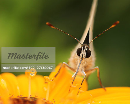 Butterfly in yellow flower natural macro close-up