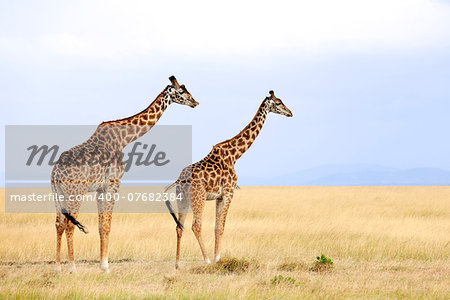 Giraffes (Giraffa camelopardalis) on the Maasai Mara National Reserve safari in southwestern Kenya.