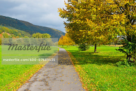 Lime Tree and Path in Autumn, Miltenberg, Spessart, Bavaria, Germany