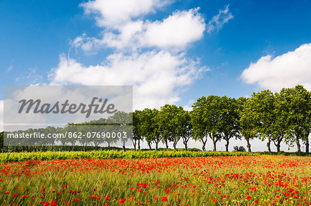 A field of poppies, Languedoc-Roussillon, France