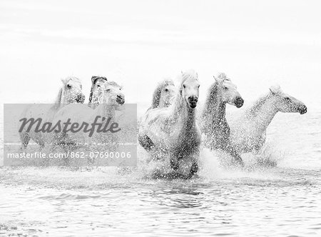 White horses of Camargue running through the water, Camargue, France