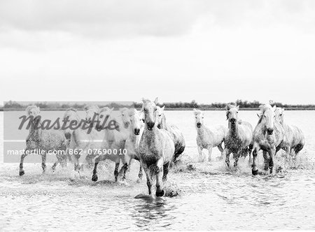 Camargue white horses galloping through water, Camargue, France Camargue white horses galloping through water, Camargue, France
