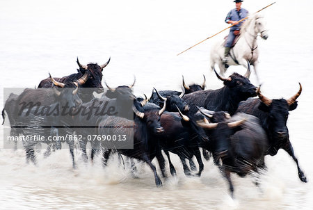 Black bulls of Camargue and their herder running through the water, Camargue, France