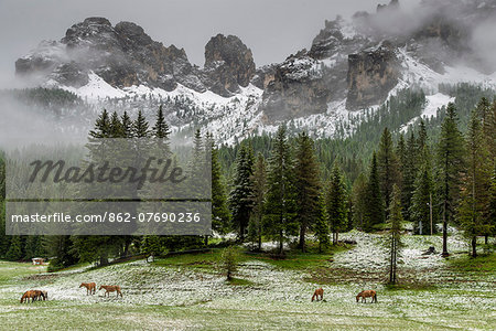 Horses grazing in the meadow blanketed in summer snow, Dolomites, Alto Adige or South Tyrol, Italy