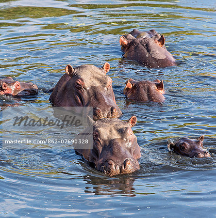Kenya, Masai Mara, Narok County. A group of hippos wallow in the Mara River.