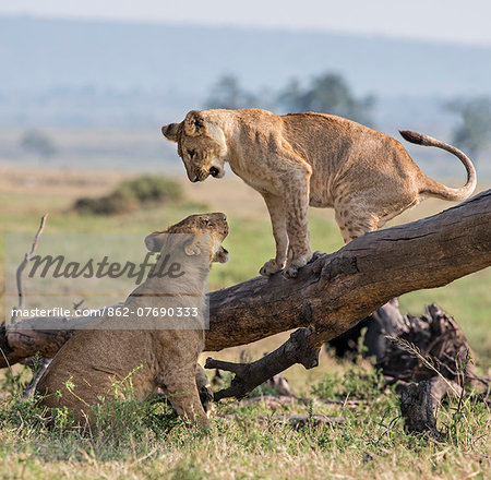 Kenya, Masai Mara, Narok County. Lion cubs play on a fallen tree trunk in Masai Mara National Reserve.