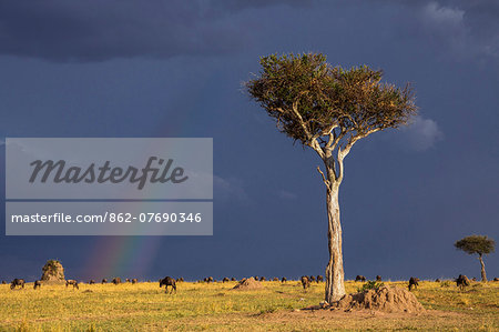 Kenya, Masai Mara, Narok County.  Wildebeest graze the grassy plains of Masai Mara National Reserve as a rainbow in a threatening sky heralds an approaching rainstorm.