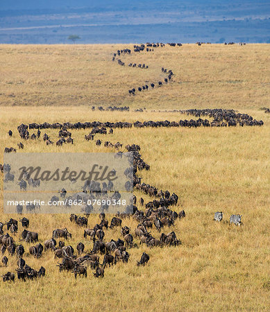 Kenya, Masai Mara, Narok County. Large columns of Wildebeest wind across the grassy plains of Masai Mara National Reserve during their annual migration.