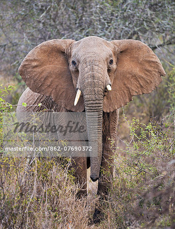 Kenya, Laikipia County, Laikipia. A female elephant with raised head and outstretched ears warns visitors not to approach any closer.