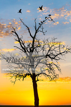 Kenya, Narok County, Masai Mara. Sunrise over Masai Mara. Kenya, Narok County, Masai Mara. Sunrise over Masai Mara.