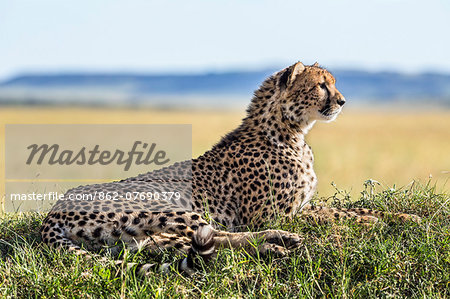 Kenya, Narok County, Masai Mara. A cheetah keeps watch for the movement of antelopes on a termite mound. These predators have excellent eyesight.