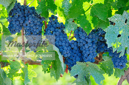 Grapes ready for the harvest. Lau, Palmela. Portugal