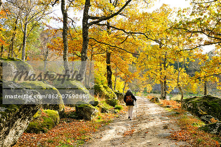 Medieval path with beech trees and chestnut trees in autumn time. Serra da Estrela Nature Park, Portugal (MR)