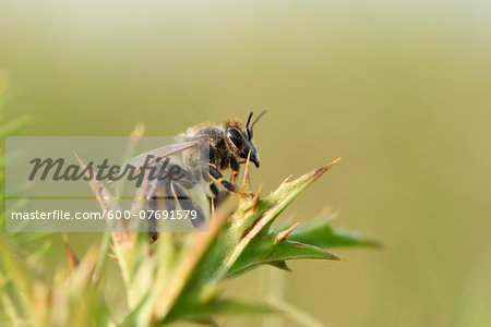 Close-up of European Honeybee (Apis mellifera) in Summer, Upper Palatinate, Bavaria, Germany