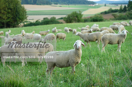 Flock of sheeps (Ovis aries) on a meadow in summer, Upper Palatinate, Bavaria, Germany Flock of sheeps (Ovis aries) on a meadow in summer, Upper Palatinate, Bavaria, Germany