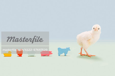 Chick standing with toy farm animals in studio