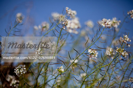 White flowers against blue sky