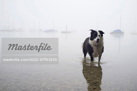 Dog wading in still lake