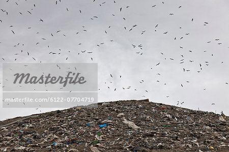 Birds circling garbage collection center