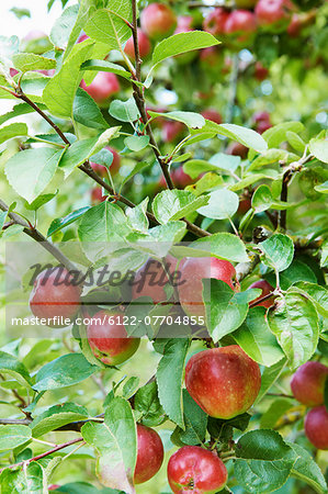 Close up of fruit growing on tree