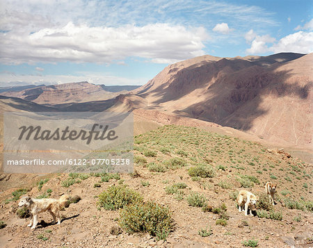 Sheepdogs on dry mountaintop