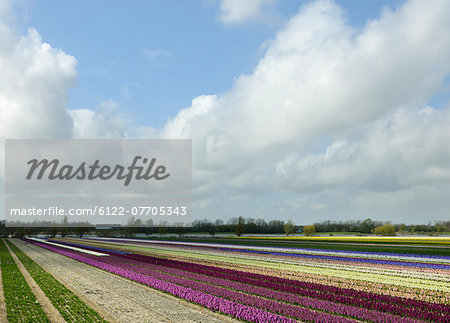 Flower crops in rural landscape