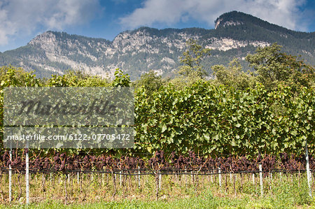 Vines in rural vineyard