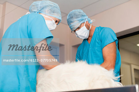 Veterinary surgeons working on dog