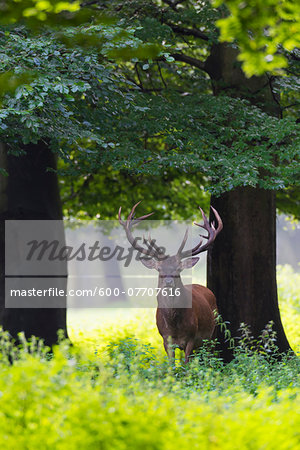 Portrait of red deer (Cervus elaphus) in summer, Germany, Europe Portrait of red deer (Cervus elaphus) in summer, Germany, Europe
