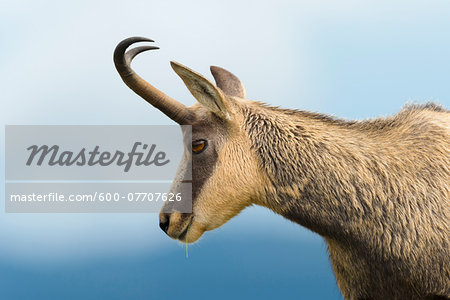 Close-up portrait of a chamois (Rupicapra rupicapra), Hohneck, Vosges, Alsace, France