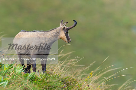 Chamois (Rupicapra rupicapra), Male, Hohneck, Vosges, Alsace, France