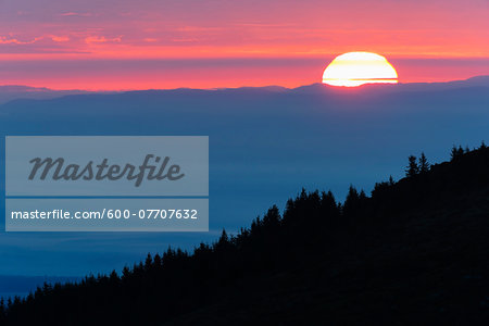 Silhouette of spruce trees at sunrise, Hohneck, Vosges, Alsace, France