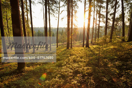 Landscape with Sunrise in Norway Spruce (Picea abies) Forest in Early Summer, Bavaria, Germany