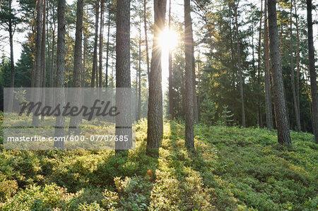 Landscape with Sunrise in Scots Pine (Pinus sylvestris L.) Forest in Early Summer, Bavaria, Germany