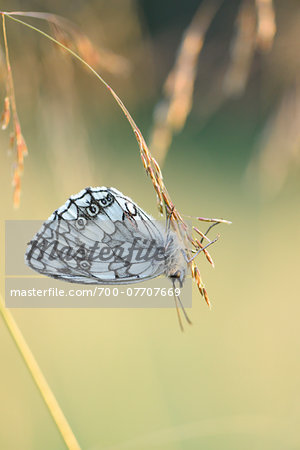 Close-up of Marbled White Butterfly (Melanargia galathea) on Grass Stalk in Meadow in Early Summer, Bavaria, Germany